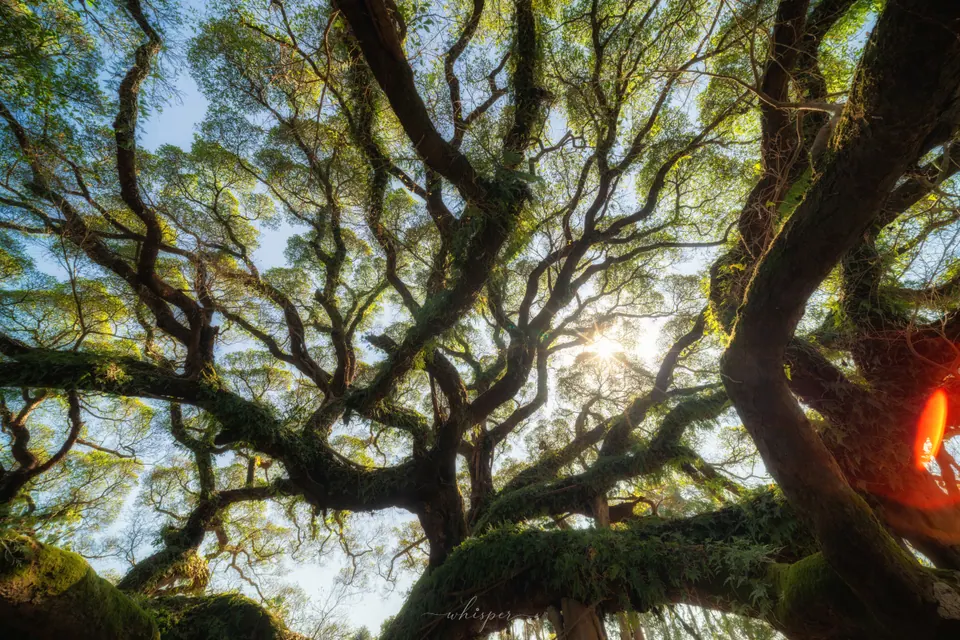 Frame 006